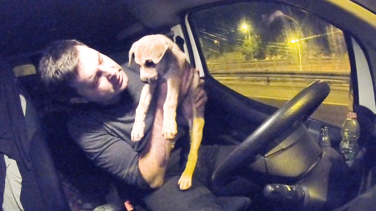 Маленький щенок Бимка. Его просто оставили в лесу.