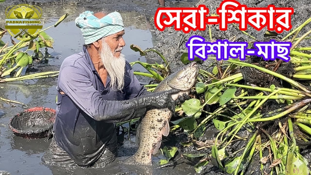 বিলের কাদা থেকে ধরা পড়লো বিশাল গজার মাছ! | Amazing Traditional Mud Fishing. #fishingvideo #bigfish