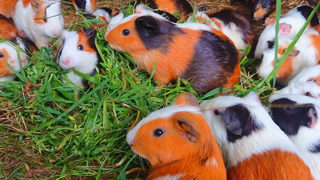 Guinea pigs eating asmr, baby animals asmr, cute guinea pig videos, funny animals eating 