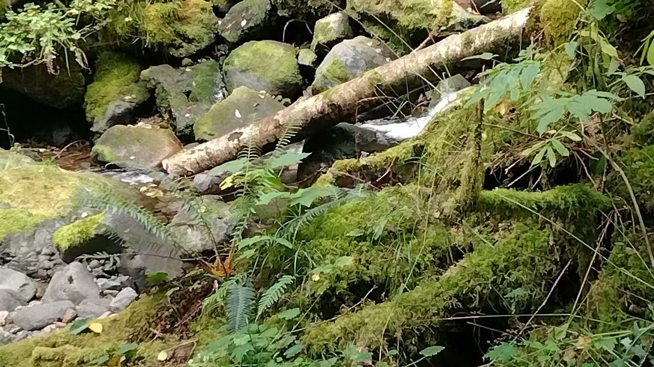 Eco Therapy