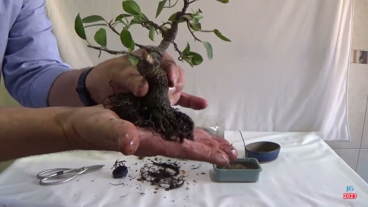 FICUS RETUSA Tiger Bark  Hacia una futura miniatura  Técnicas cultivo formación