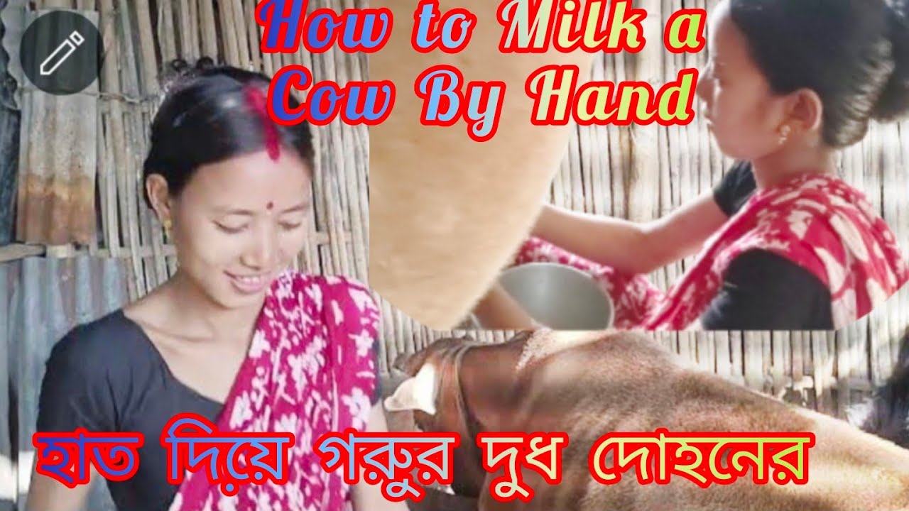 How to Cow Milking By Hand.How to Milk a Cow By Hand: হাত দিয়ে় গরুুর দুুধ দোহনের সঠিক পদ্ধ্ধতি🙏🙏🙏