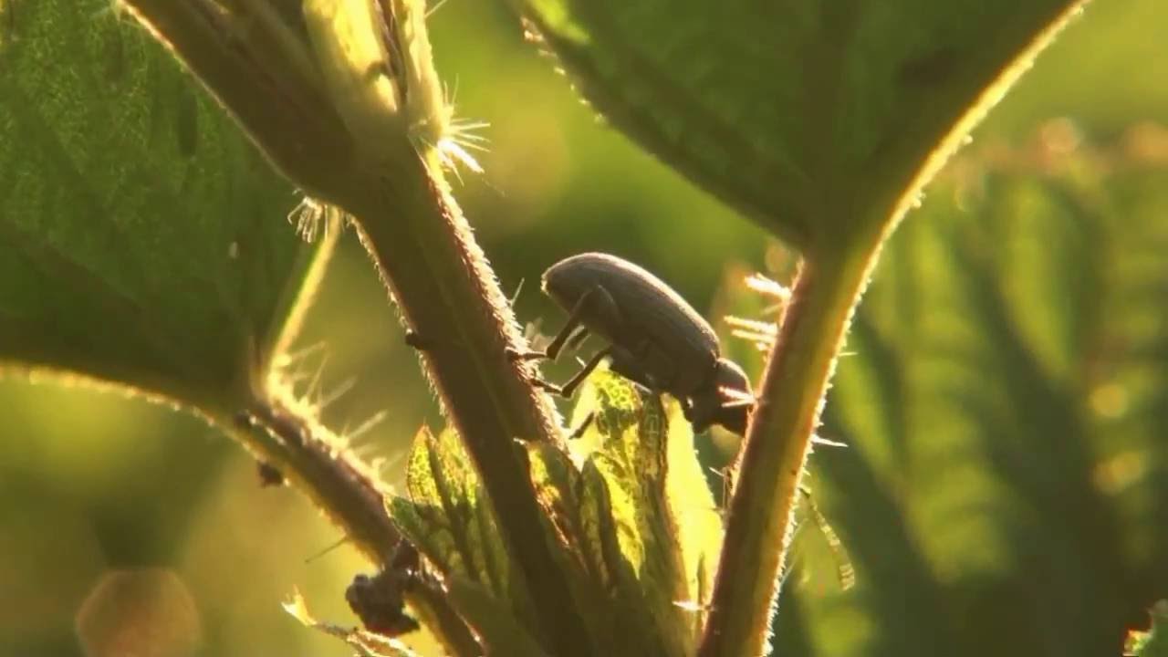 owady z bliska cz 1 (insects up close)