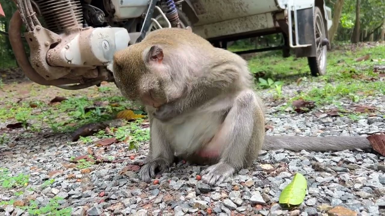 Monkey Toma picking peanuts up quickly 