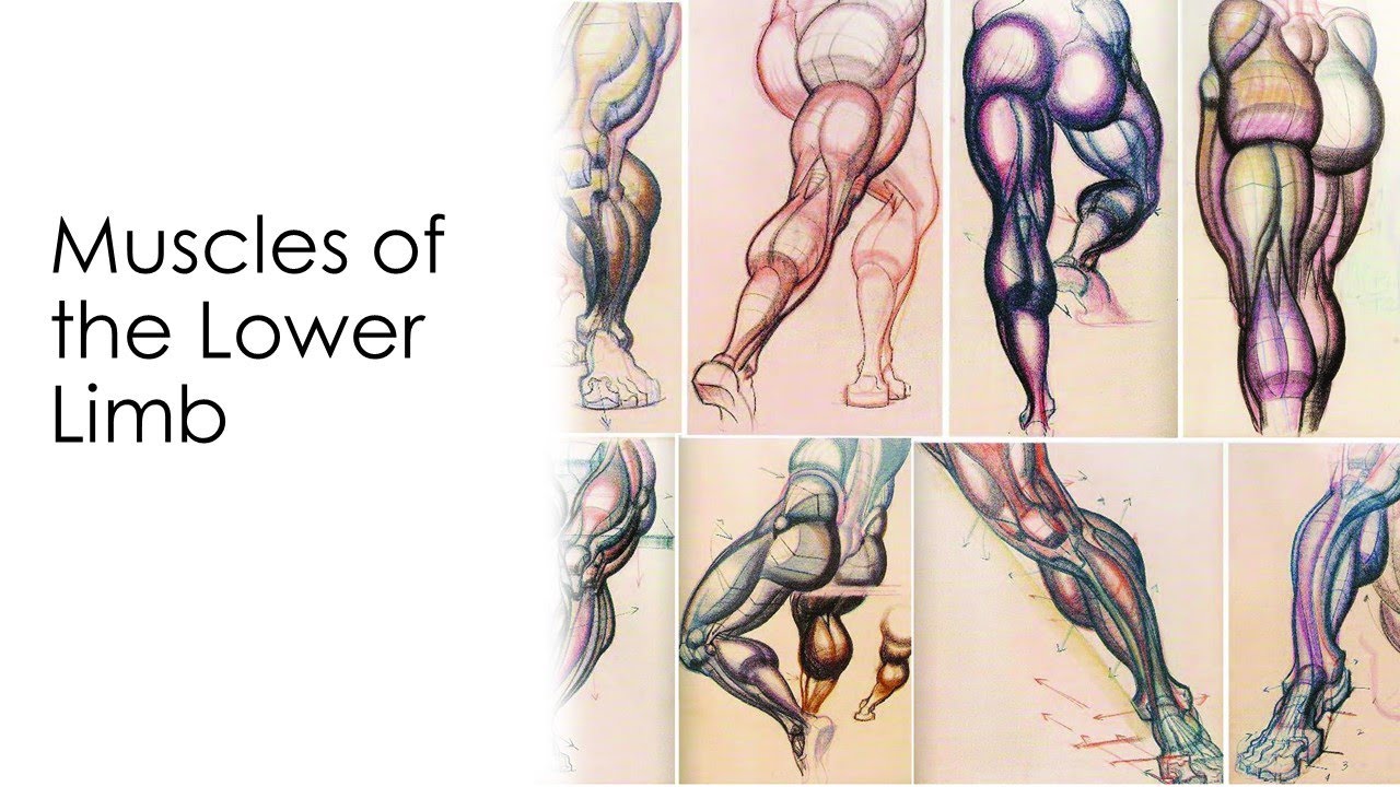 Lecture 1.5 Muscles of the Lower Limb