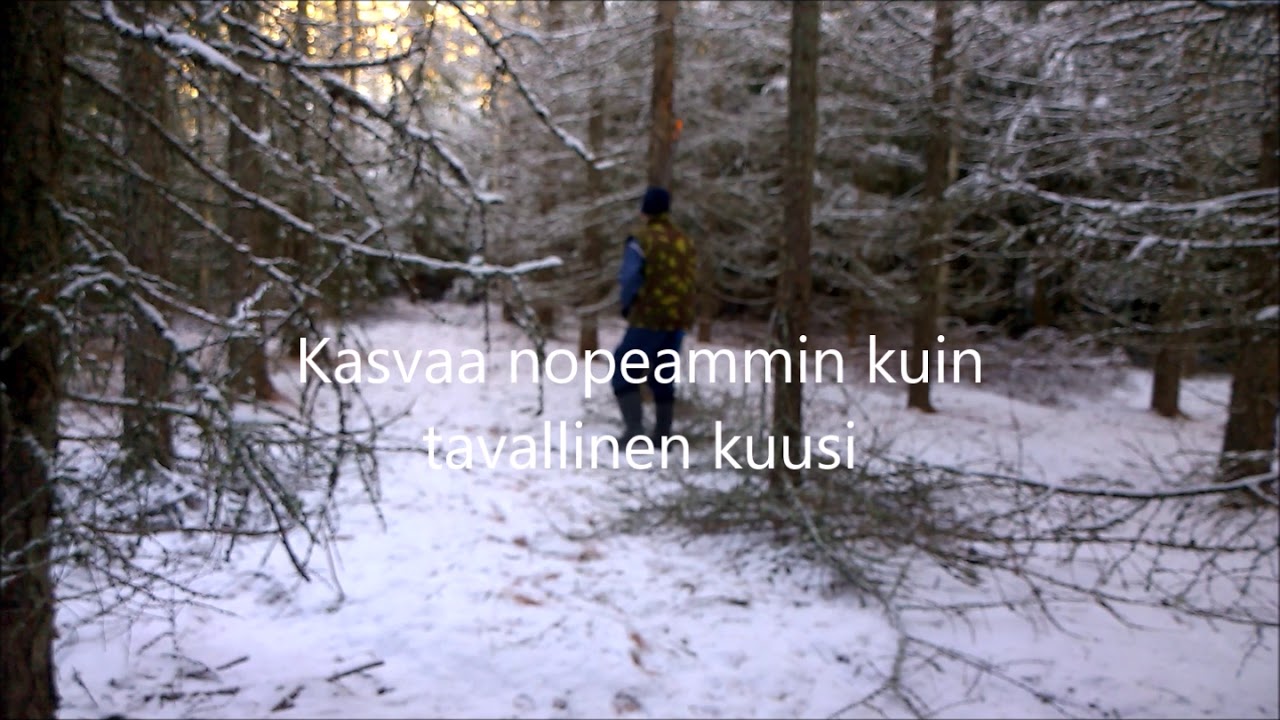 Pystykarsintaa