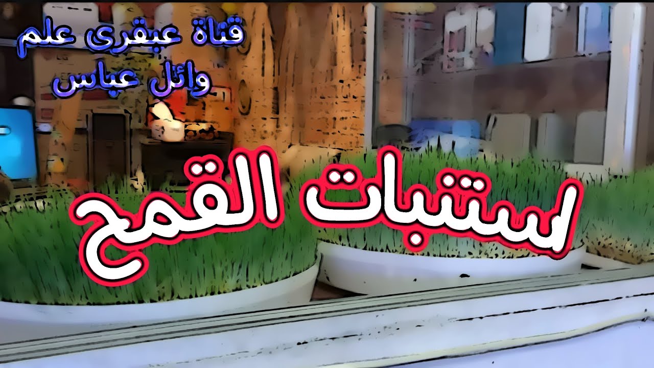 استنبات القمح.(هل استنبات الشعير هو الحل السحرى واستنبات القمح هو الحل الافضل)