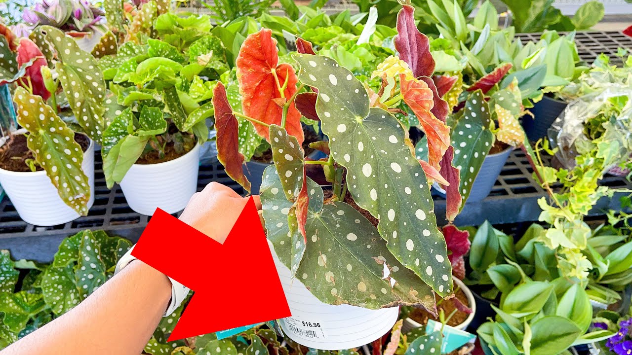 Come Plant Shopping with Me! 🪴 Trending Tropicals Collection Costa Farms for 16.98 😍 Spring Plants