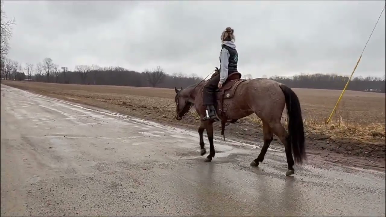 Sis 3 year old AQHA mare