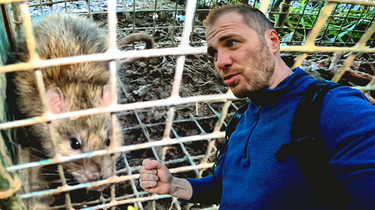 Les premiers RATS tombent dans le piège ! Au suivant ...