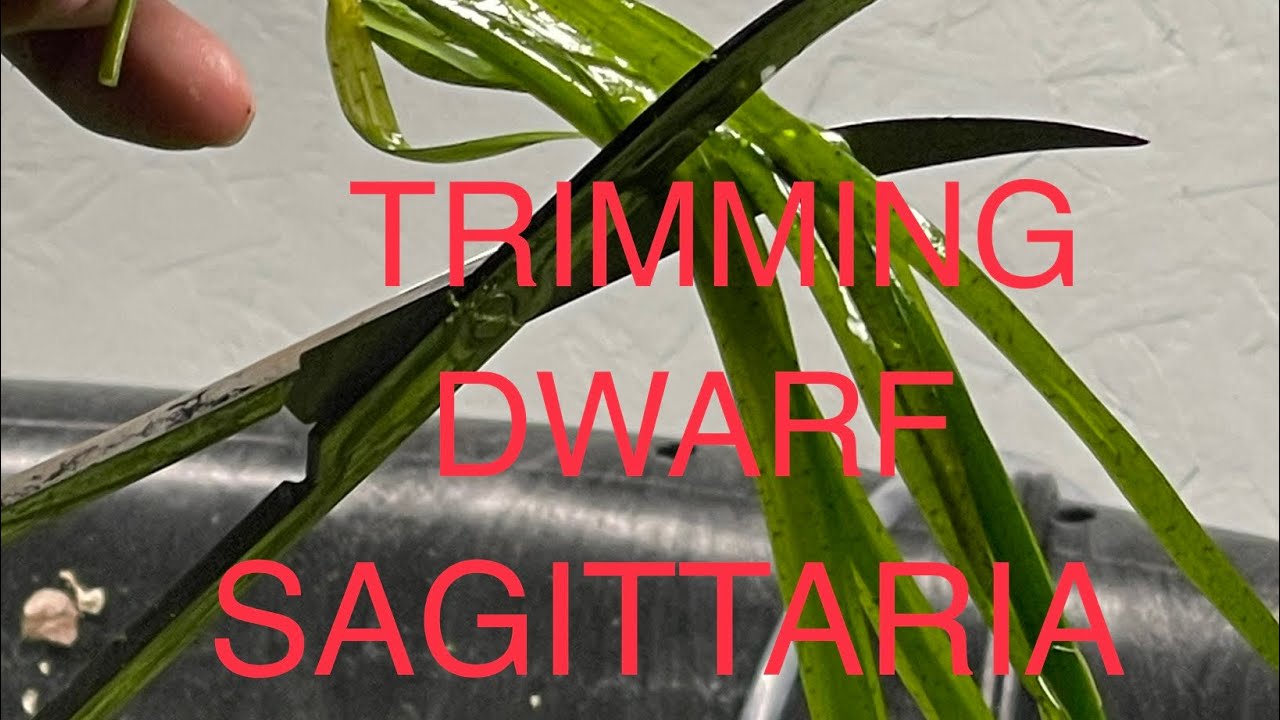 TRIMMING DWARF SAGITTARIA #aquascape #fishroom