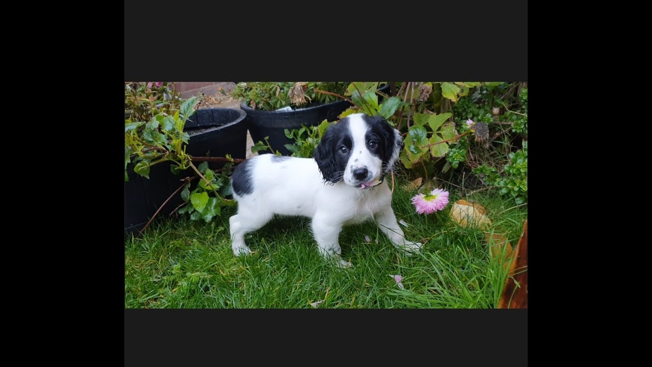 The life of a Sprocker Springer Spaniel Puppy - Ralph 8 weeks to 6 months