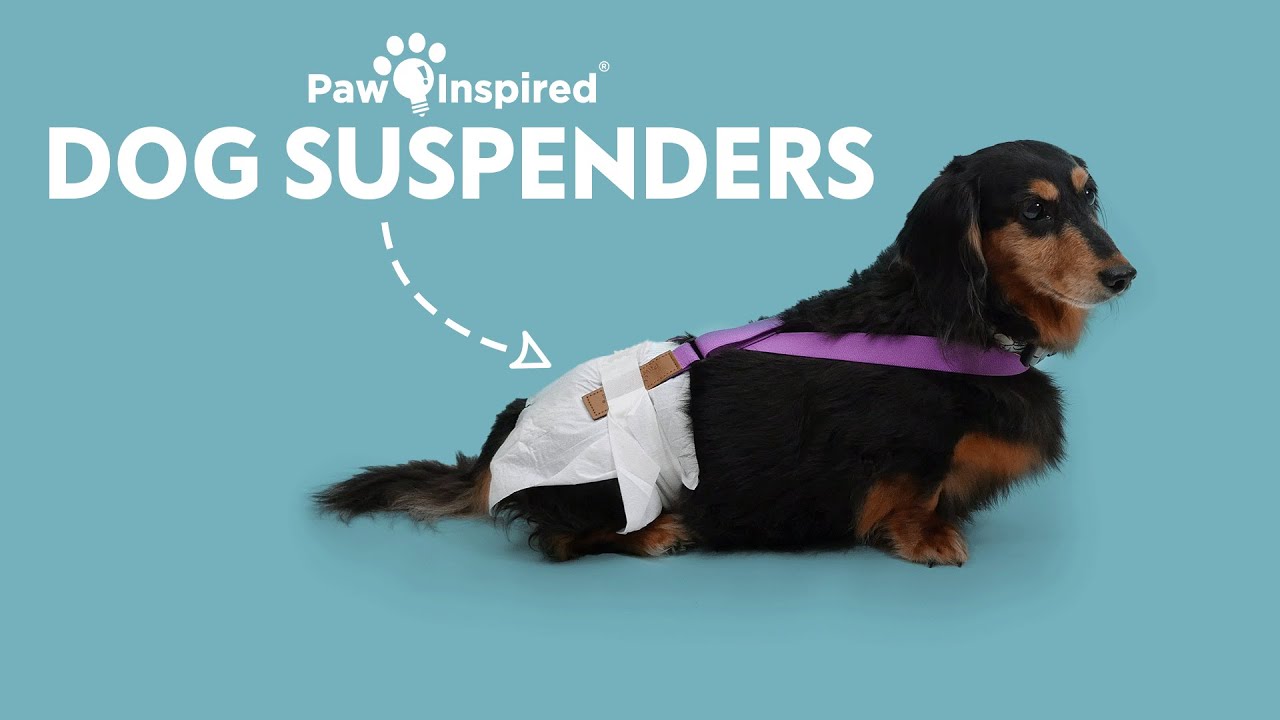 *Update* How to Keep Dog Diapers on with Suspenders | Paw Inspired® for Dog Diapers & Male Wraps