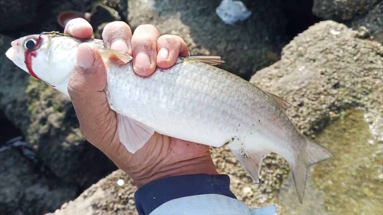 Do darya fishing Mullet video/2026/Jan/19