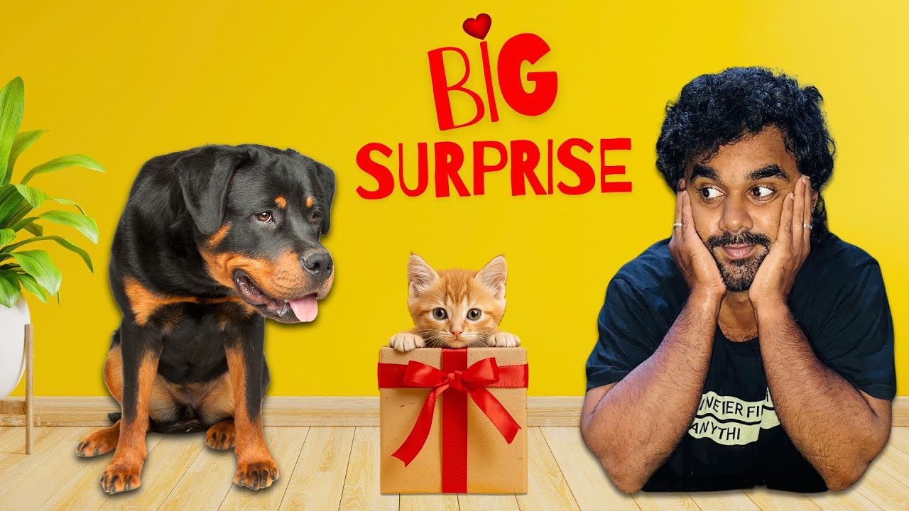 ബ്ലാക്കിക്ക് Big Surprise | വീട്ടിലെ പുതിയ പൂച്ചക്കുട്ടിയെ കണ്ട് ബ്ലാക്കി ഞെട്ടി