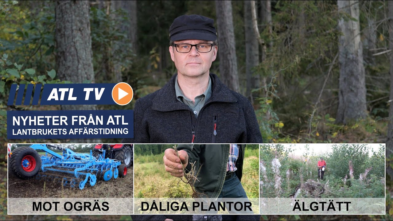 ATL TV: Ekoteknik • Dåliga tallplantor • Skog i Finland • Mittiamässan