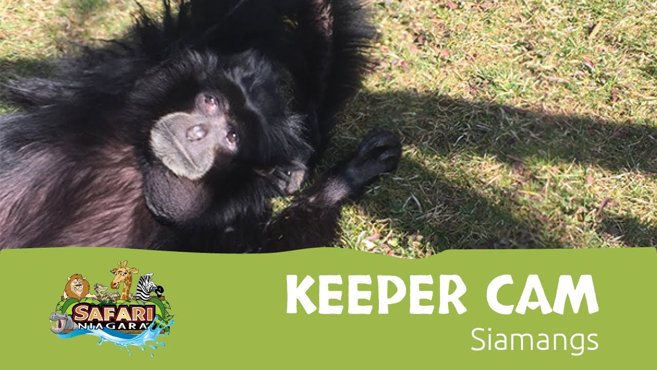 Keeper Cam | Siamang Gibbons