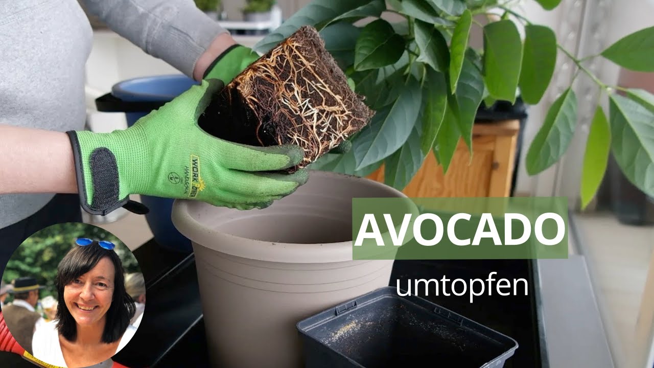 Avocado Pflanze umtopfen - Avocadobaum umtopfen | Avocado ziehen: 11 Monate später