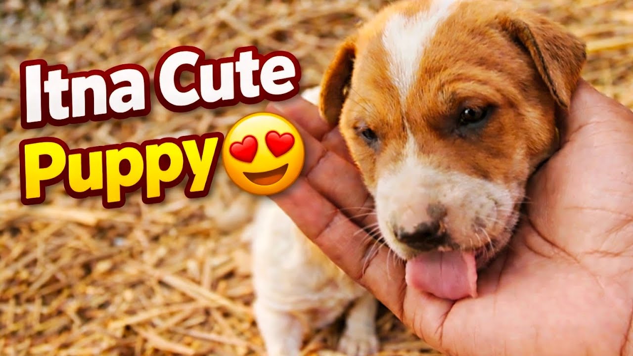 Aaj Sigma puppy ke sath enjoy Kiya 😍 || Entertainment with sigma puppy || Aavi Verse Vlogs