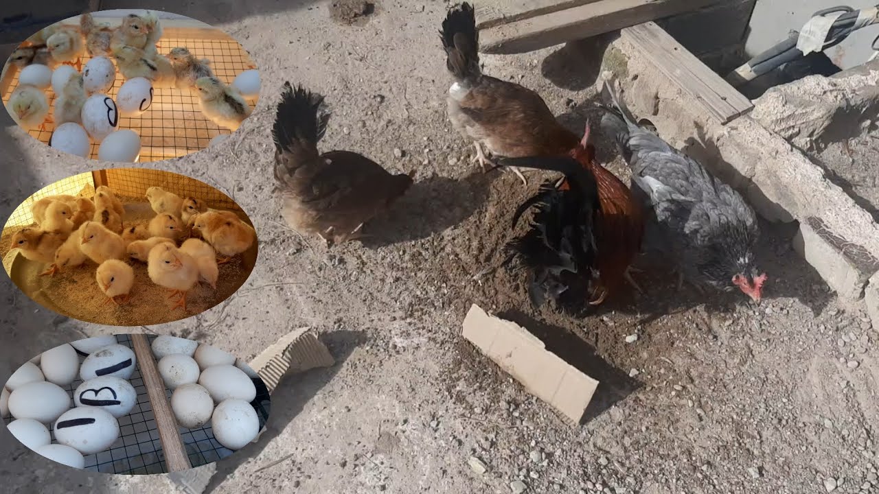 فقست🐣 كتاكيت 🐥الكويتي 