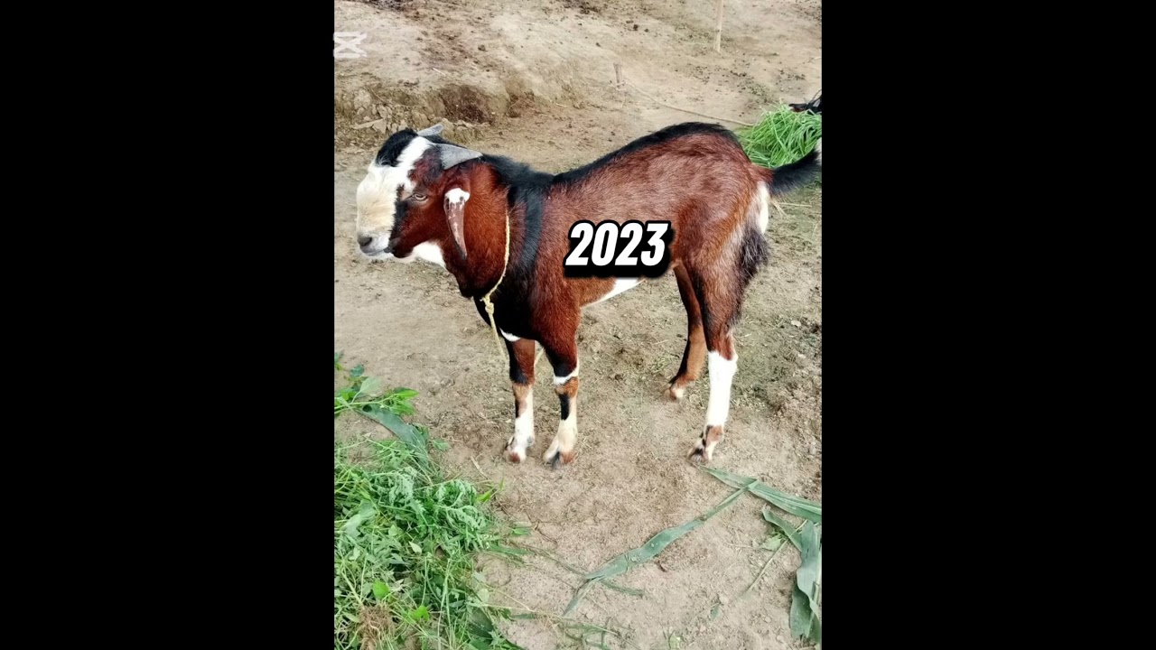 ​Mera Pyara Qurbani Ka Bakra 2026 ❤️|Eid-ul-Adha #bakra #qurbani2026#eiduladha #petskiduniya