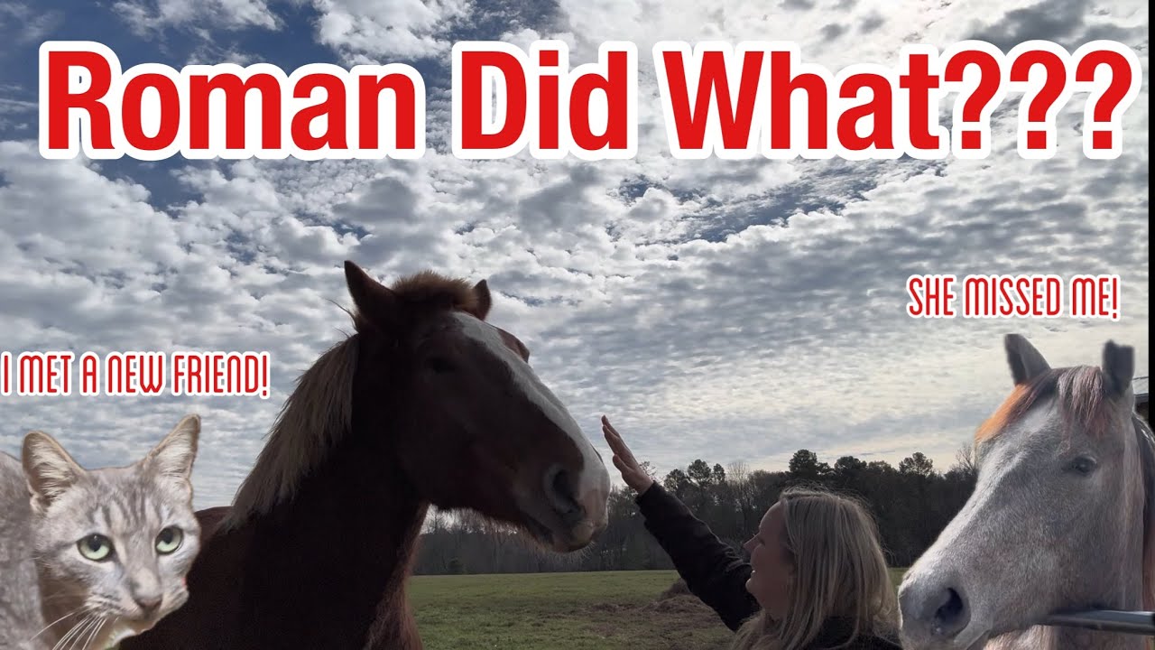 Halter Training My Belgian Draft Rescue Horse