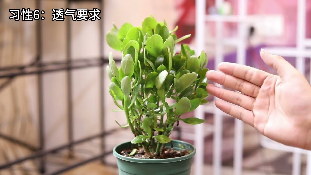 长寿花怎么养？园艺师教你，长寿花的详细养护技巧
