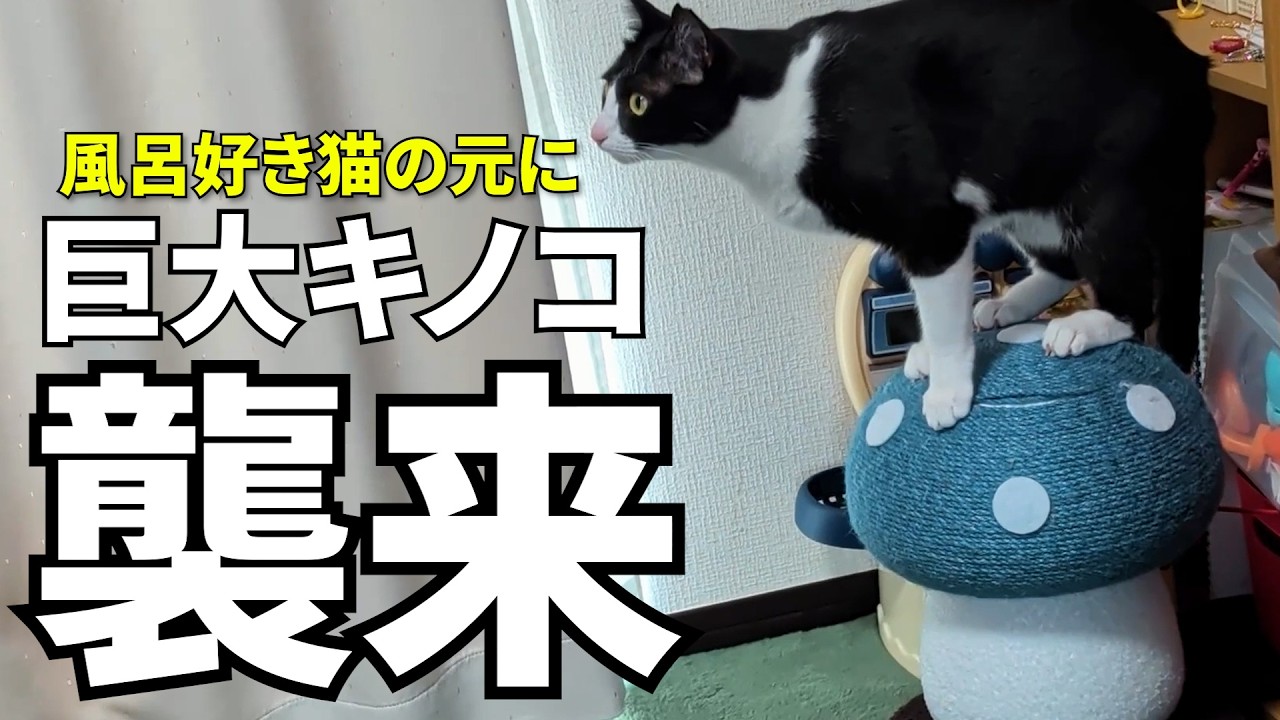 「我が家に『巨大キノコ』が生えた結果、猫たちの反応が予想外すぎて飼い主困惑ｗ