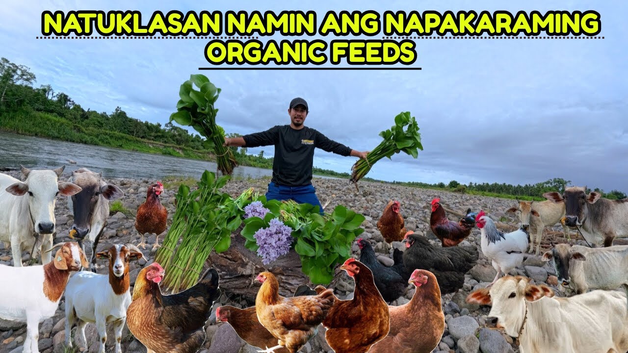 Natuklasan namin Ang napakaraming organic feeds - up to sawa ng patuka Ang mga alaga