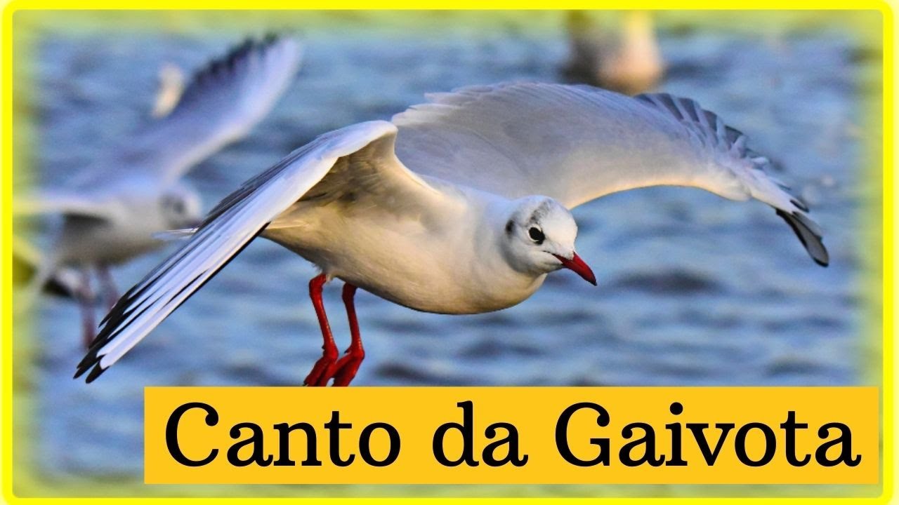 Canto da Gaivota sax