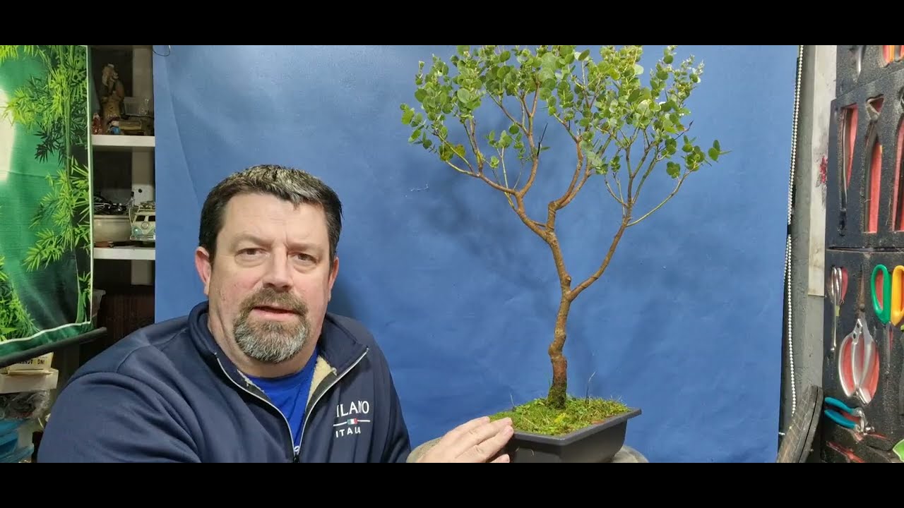 Working on a eucalyptus tree