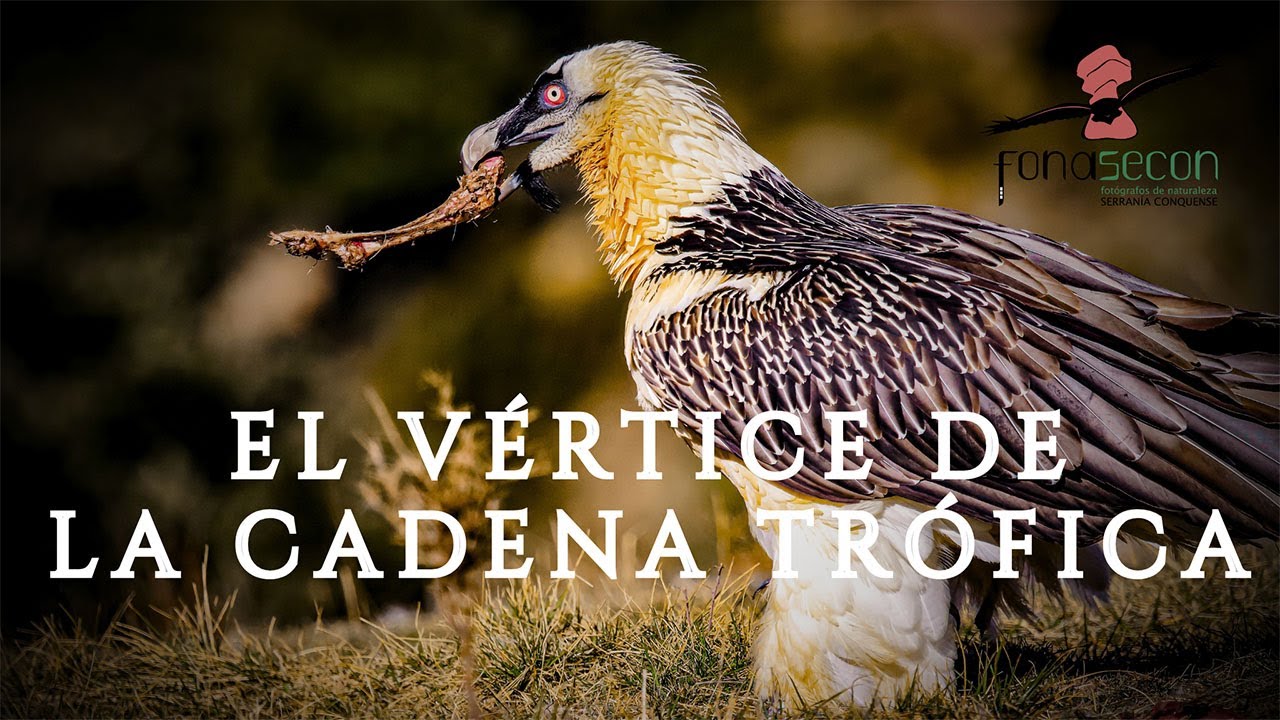 Quebrantahuesos / Vértice de la cadena trófica /Documental.