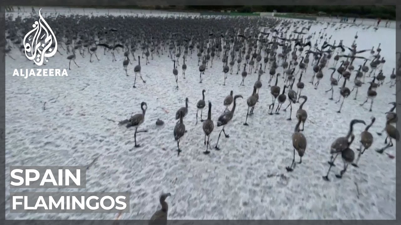 Spain's flamingos face climate change threat