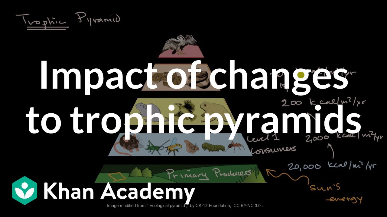 Impact of changes to trophic pyramids | High school biology | Khan Academy