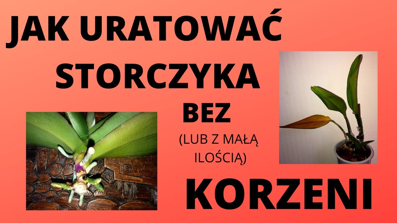 Jak uratować storczyka bez korzeni? Reanimacja storczyka.