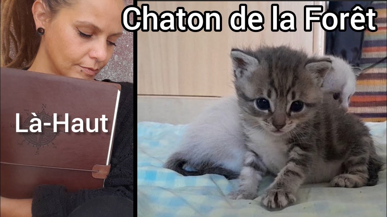 L’histoire de Là-Haut : de la Découverte à l’Hommage • Jour 43