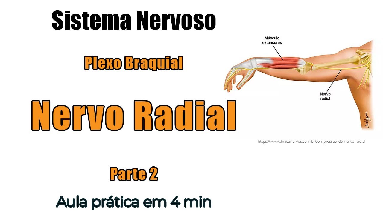 NERVO RADIAL e seus ramos - Plexo Braquial - Anatomia - Anatomia