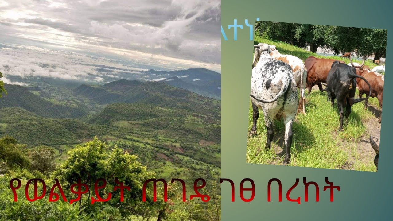 የወልቃይት ጠገዴ ታይቶ የማይጠገብ ገፀ በረከት!!!!!