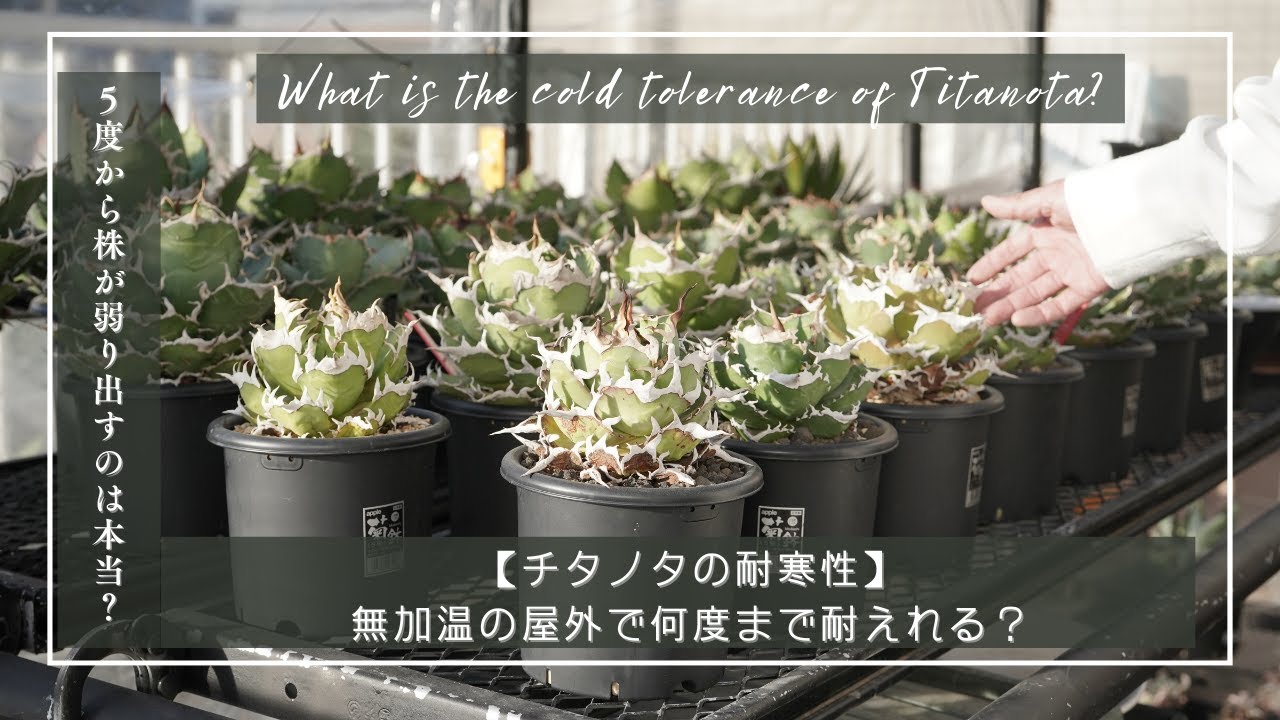 【チタノタの耐寒性】無加温の屋外で何度まで耐えられるか？