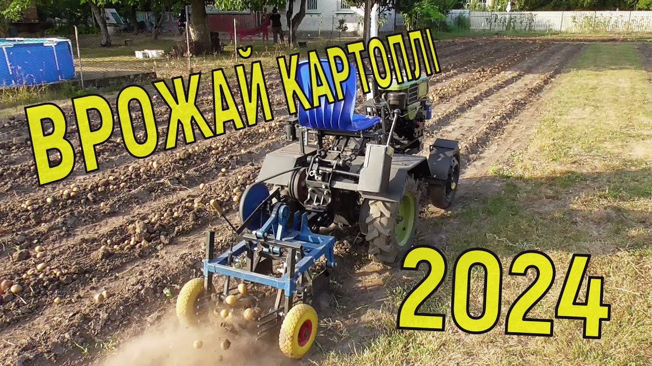 Урожай картошки 2024