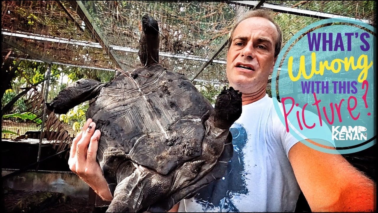 Cersei the Aldabra Tortoise is MOVING UP!