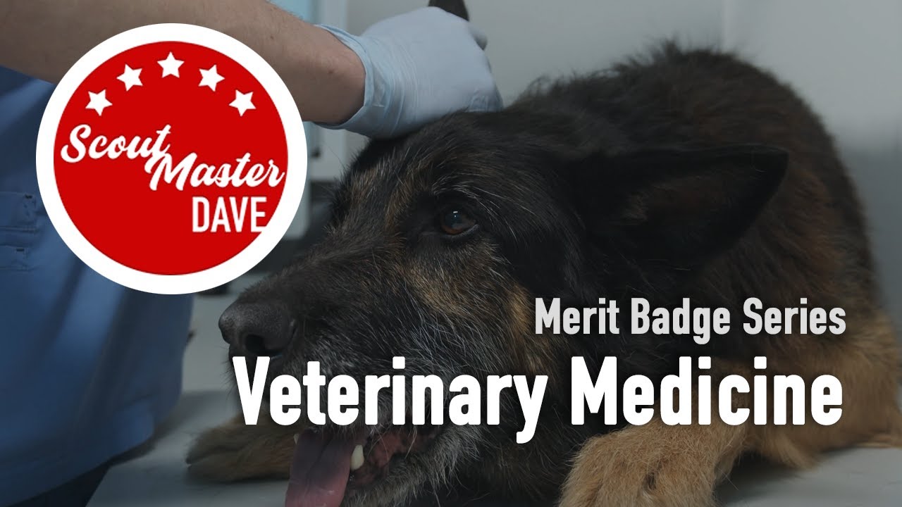 🐾 Veterinary Medicine Merit Badge Overview | ScoutMaster Dave