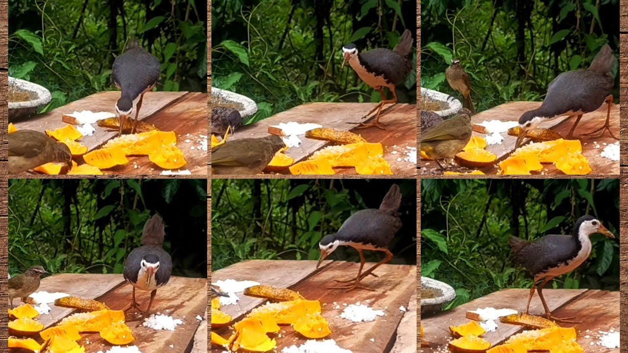Birds Feeding.. New one coming for a meal! The White-breasted Waterhen
