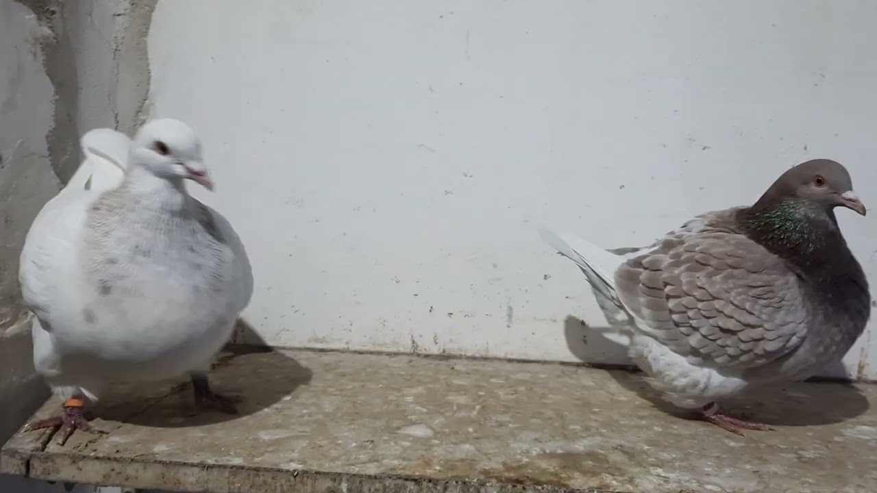 4. Tenyészpár/2025      Breeding pair/2025