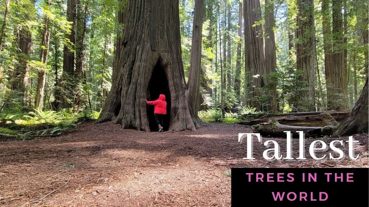 ANOTHER DAY IN THE VAN LIFE | Exploring Avenue of the Giants | DYERVILLE Giant