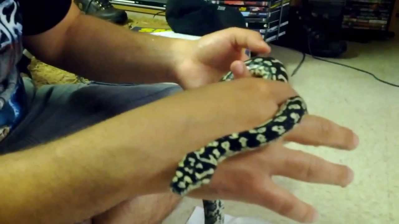Diamond X Jungle Carpet Python.