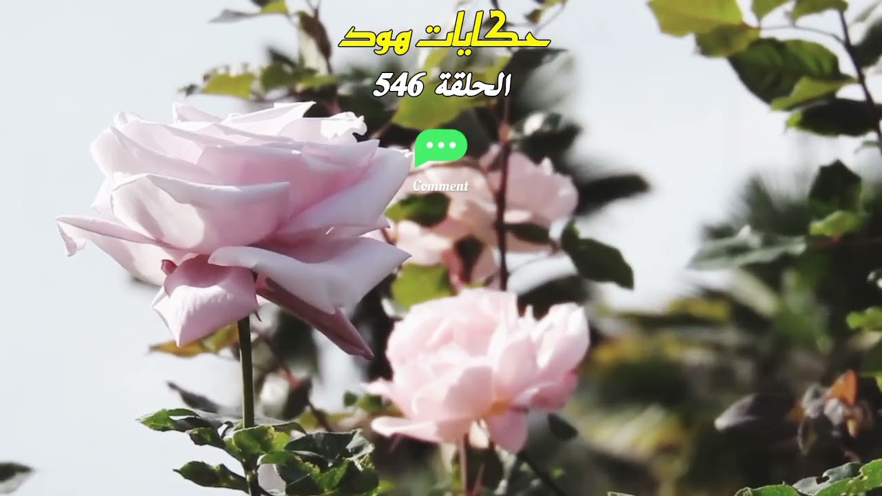 شوفو شنو دارت 💔 لا حول ولا قوة الابالله