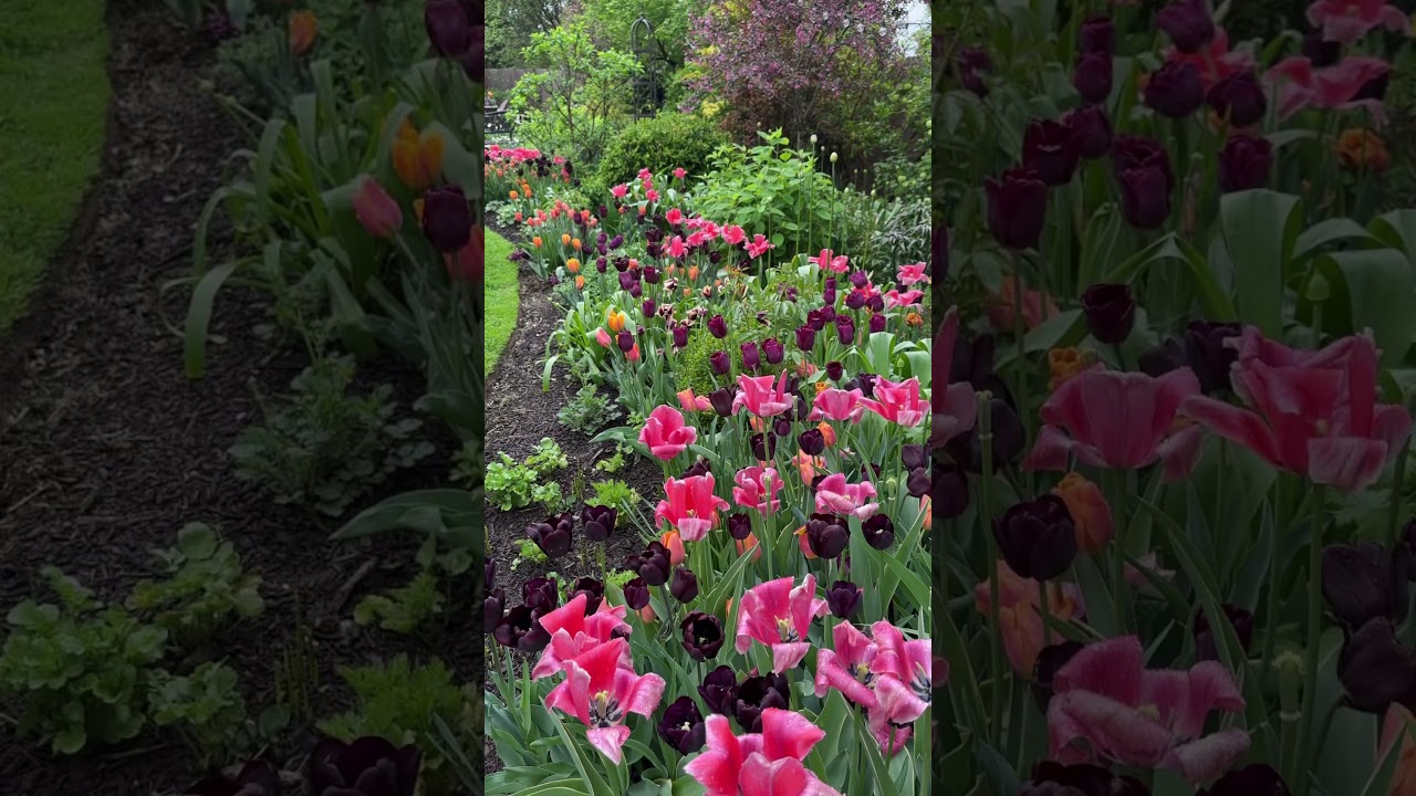 Spring Garden Tour💐 #springgarden #aprilgardentour