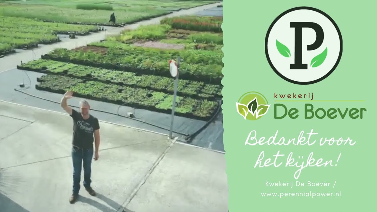 Meet the Grower   Kwekerij De Boever