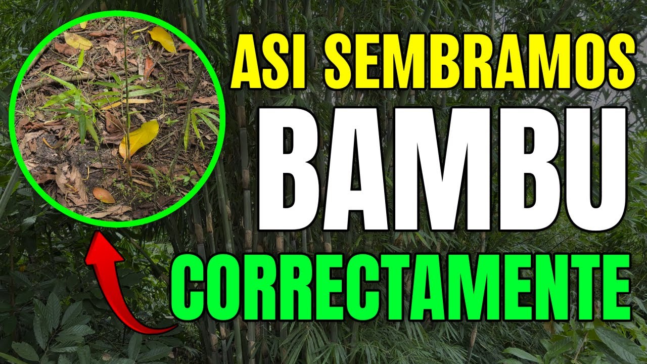 SEMBRAR BAMBU nunca fue TAN FACIL 🎋 Así MULTIPLICO mis plantas de Bambú